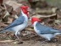 Red-crested Cardinal (Introduced) - Kauai Lagoons Golf Course - 2020, Jan 08