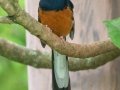 White-rumped Shama (Introduced) - Kauai Lagoons Golf Course - 2020, Jan 08