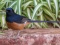 White-rumped Shama (Introduced) - Kauai Lagoons Golf Course - 2020, Jan 08