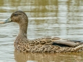 Hawiian Duck (Endangered) Ohiki Road - 2020, Jan 13