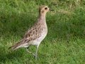Pacific Golden-Plover (August - May) - Kauai Lagoons Golf Course - 2020, Jan 08