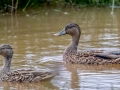 Hawiian Ducks (Endangered) Ohiki Road - 2020, Jan 13