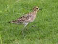 Pacific Golden-Plover (August - May) - Kauai Lagoons Golf Course - 2020, Jan 08