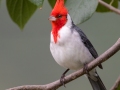 Red-crested Cardinal (Introduced) - Kauai Lagoons Golf Course - 2020, Jan 08