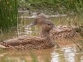 Hawiian Duck (Endangered) Ohiki Road - 2020, Jan 13