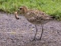 Pacific Golden-Plover (August - May) - Kauai Lagoons Golf Course - 2020, Jan 08