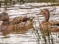 Hawiian Ducks (Endangered) Ohiki Road - 2020, Jan 13