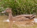 Hawiian Duck (Endangered) Ohiki Road - 2020, Jan 13