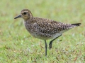 Pacific Golden-Plover (Aug - May) - Ohiki Road - 2020, Jan 13
