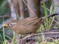 Chinese Hwamei (Introduced) - Kokee State Park - 2020, Jan 14