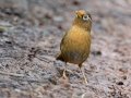 Chinese Hwamei (Introduced) - Kokee State Park - 2020, Jan 14