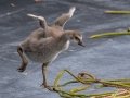 Hawaiian Nene Gosling (Endangered) - Kauai Lagoons Golf Course - 2020, Jan 08