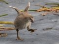 Hawaiian Nene Gosling (Endangered) - Kauai Lagoons Golf Course - 2020, Jan 08
