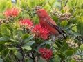 Apapane (Endangered Honeycreeper) - Pu'u Hinahina Lookout - Kokee State Park -- 2020, Jan 14