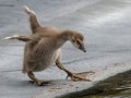Hawaiian Nene Gosling (Endangered) - Kauai Lagoons Golf Course - 2020, Jan 08