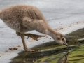 Hawaiian Nene Gosling (Endangered) - Kauai Lagoons Golf Course - 2020, Jan 08