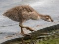 Hawaiian Nene Gosling (Endangered) - Kauai Lagoons Golf Course - 2020, Jan 08