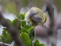 Anianiau (Endangered) - Kokee State Park Trail - 2020, Jan 14