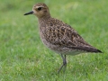 Pacific Golden-Plover (August - May) - Kauai Lagoons Golf Course - 2020, Jan 08