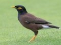 Common Myna (Introduced) - Kauai Lagoons Golf Course - 2020, Jan 08