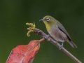 Warbling White-eye -  (Introduced) - Kauai Lagoons Golf Course - 2020, Jan 08