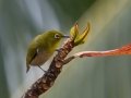 Warbling White-eye -  (Introduced) - Kauai Lagoons Golf Course - 2020, Jan 08