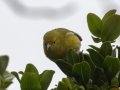 Anianiau (Endangered) - Kokee State Park Trail - 2020, Jan 14