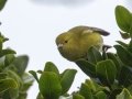 Anianiau (Endangered) - Kokee State Park Trail - 2020, Jan 14