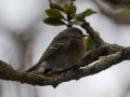 Kauai Elepaio (Endangered) - Kokee State Park Trail - 2020, Jan 14