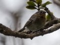 Kauai Elepaio (Endangered) - Kokee State Park Trail - 2020, Jan 14