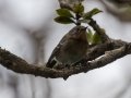Kauai Elepaio (Endangered) - Kokee State Park Trail - 2020, Jan 14