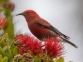 Apapane (Endangered Honeycreeper) - Pu'u Hinahina Lookout - Kokee State Park -- 2020, Jan 14