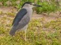 Black-crowned Night-Heron - Kawaiele State Waterbird Sanctuary, 2020, Jan 14