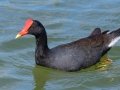 Hawaiian Gallinule (Endangered) - Kawaiele State Waterbird Sanctuary - 2020, Jan 08