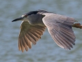 Black-crowned Night-Heron - Kawaiele State Waterbird Sanctuary - 2020, Jan 08