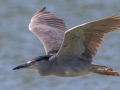 Black-crowned Night-Heron - Kawaiele State Waterbird Sanctuary - 2020, Jan 08
