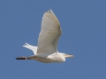 Cattle Egret  - Kawaiele State Waterbird Sanctuary - 2020, Jan 08
