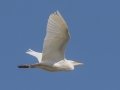 Cattle Egret  - Kawaiele State Waterbird Sanctuary - 2020, Jan 08
