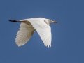 Cattle Egret  - Kawaiele State Waterbird Sanctuary - 2020, Jan 08