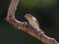 African Silverbill (Introduced) -  Kawaiele State Waterbird Sanctuary - 2020, Jan 08