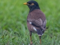 Common Myna (Introduced) - Ohiki Road - 2020, Jan 09