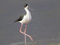 Hawaiian Stilt (Endangered ) Ohiki Road - 2020, Jan 09