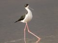 Hawaiian Stilt (Endangered ) Ohiki Road - 2020, Jan 09