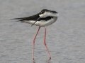 Hawaiian Stilt (Endangered ) Ohiki Road - 2020, Jan 09