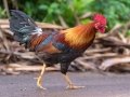 Red Junglefowl - Kilauea Point NWR - 2020, Jan 09