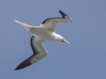 Red-footed Booby (Year Round) - Kilauea Point NWR - 2020, Jan 07