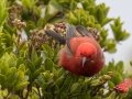 Apapane (Endangered Honeycreeper) - Pu'u Hinahina Lookout - Kokee State Park -- 2020, Jan 14