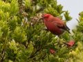 Apapane (Endangered Honeycreeper) - Pu'u Hinahina Lookout - Kokee State Park -- 2020, Jan 14