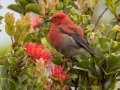 Apapane (Endangered Honeycreeper) - Pu'u Hinahina Lookout - Kokee State Park -- 2020, Jan 14