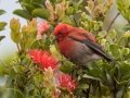 Apapane (Endangered Honeycreeper) - Pu'u Hinahina Lookout - Kokee State Park -- 2020, Jan 14